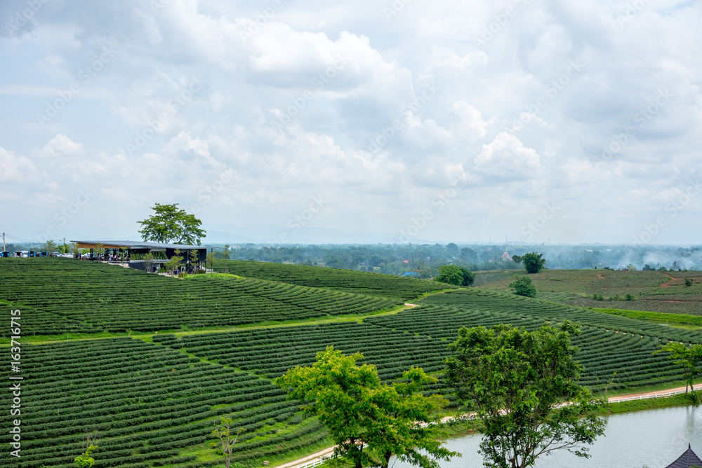 CHIANG RAI, THAILAND - May 26, 2017: Chui fong green tea field, A planatation of Green tea and cafe on top mountain green tea field