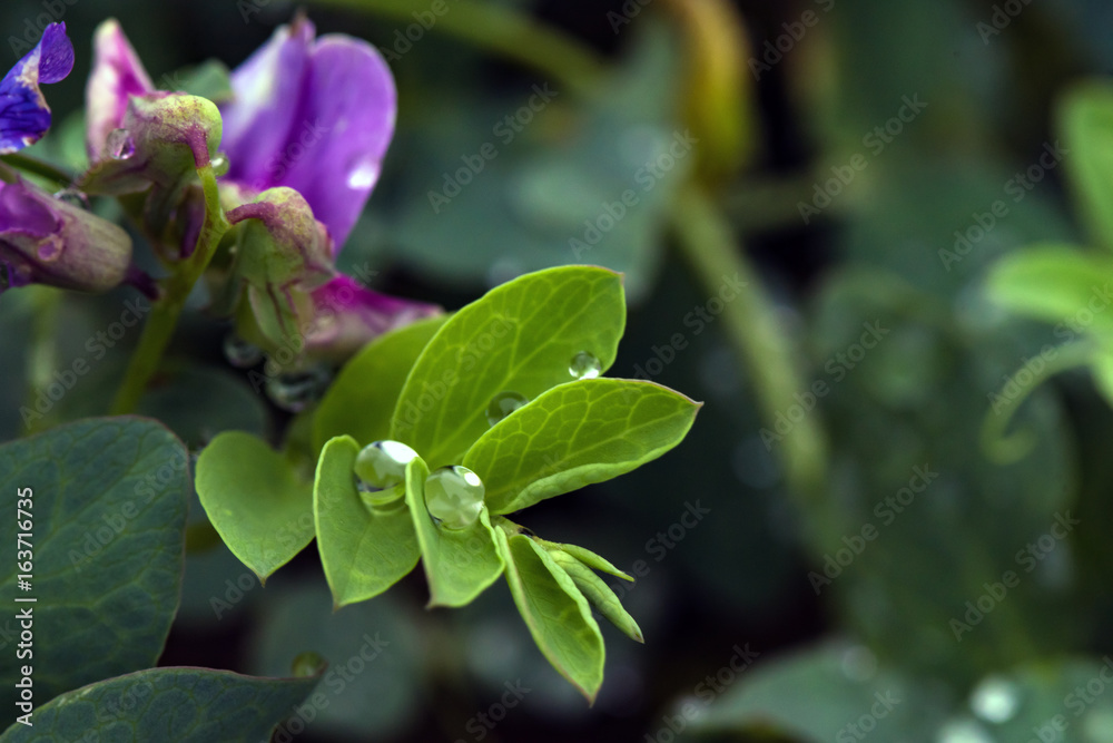 Dew on leaves of flowers in the morning in the forest Dew on leaves of flowers in the morning in the forest
