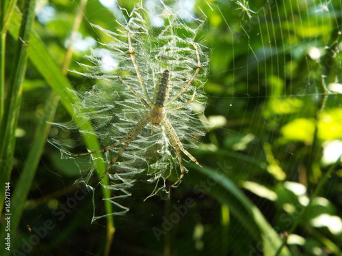 ナガコガネグモ 幼体 隠れ帯 spider