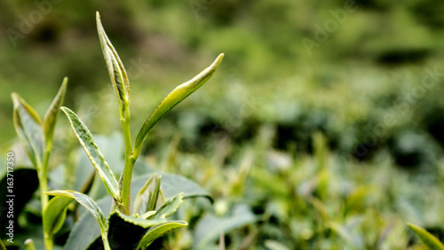 Tea plantation at Doi ang khang Chiang mai 