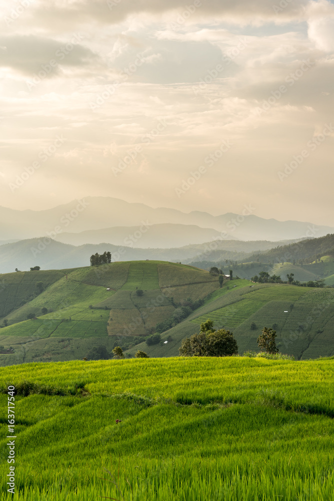 Fototapeta premium Rice terraces