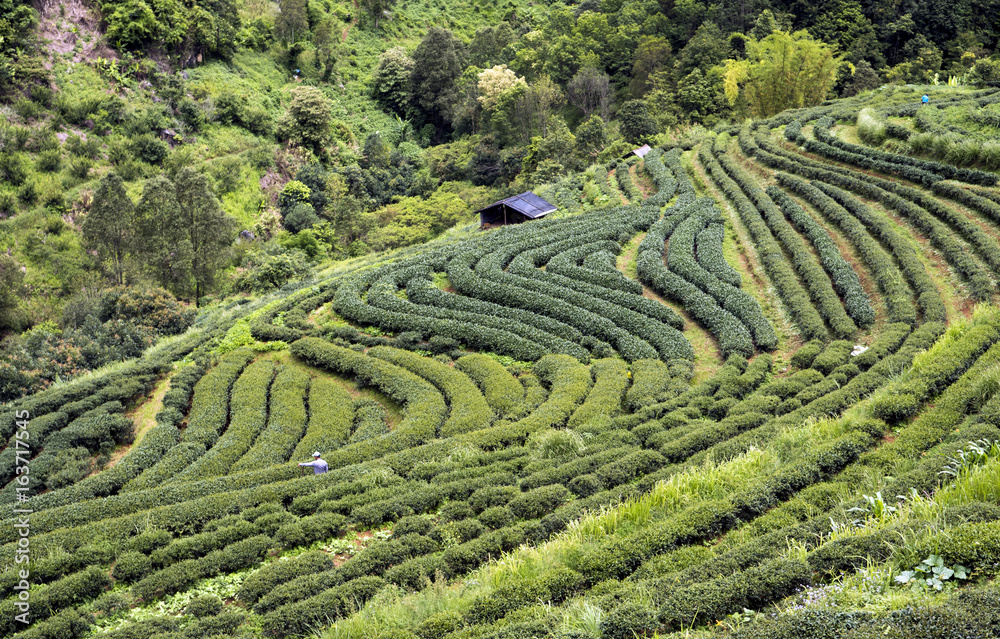 Tea plantation at Doi ang khang Chiang mai 