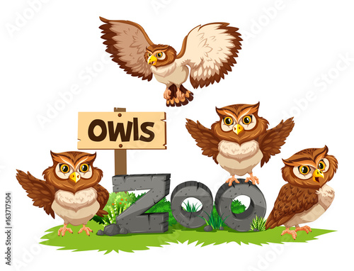 Four owls in the zoo