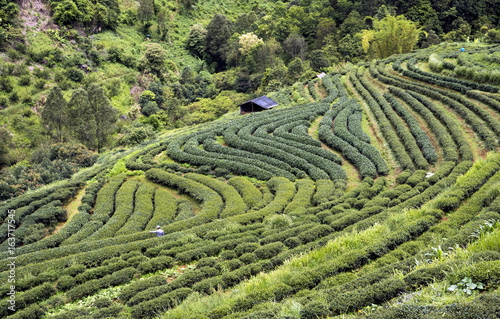 Tea plantation at Doi ang khang Chiang mai 