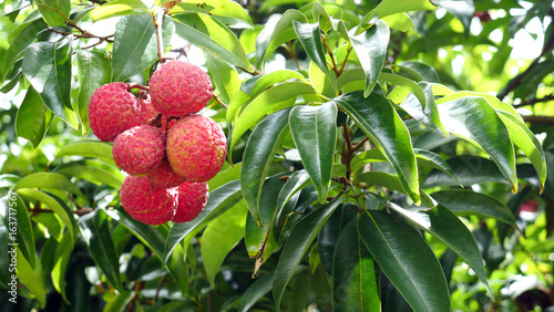 group of red fruits LYCHEE or LITCHI, tropical juicy exotic asian fruit on a tree in organic farm under natural green garden background