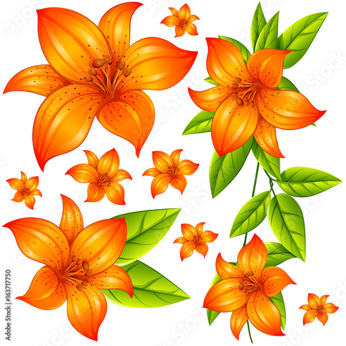 Wild flower in orange color