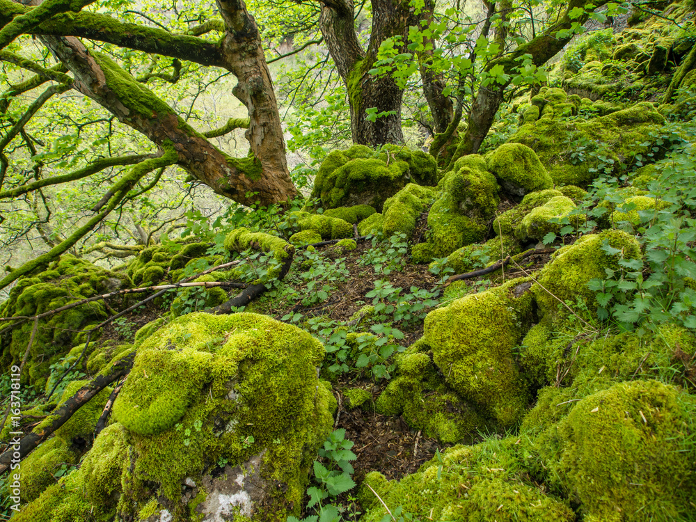 Hiking through mossy trees, Yorkshire, England Hiking through mossy trees, Yorkshire, England