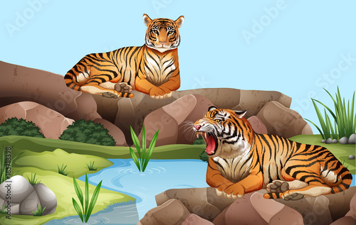 Two tigers by the pond