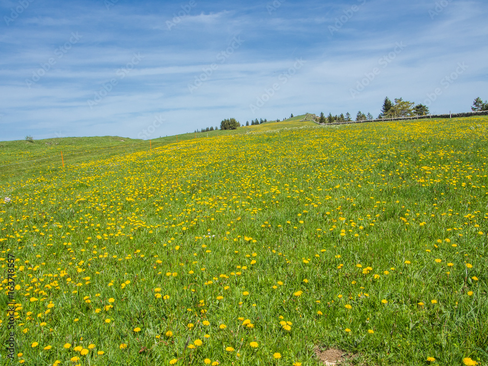 Meadow flowers, Basel, Switzerland