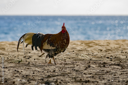 Fototapeta Naklejka Na Ścianę i Meble -  Beach Rooster