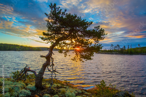 Pine on the shore of the lake. Pine against the background of the rising sun. Karelia. Ladoga lake. © Grispb