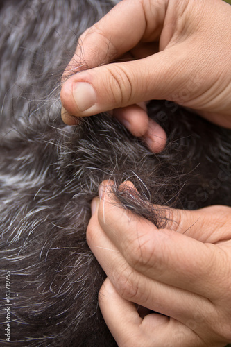 hands stripping hair of dog