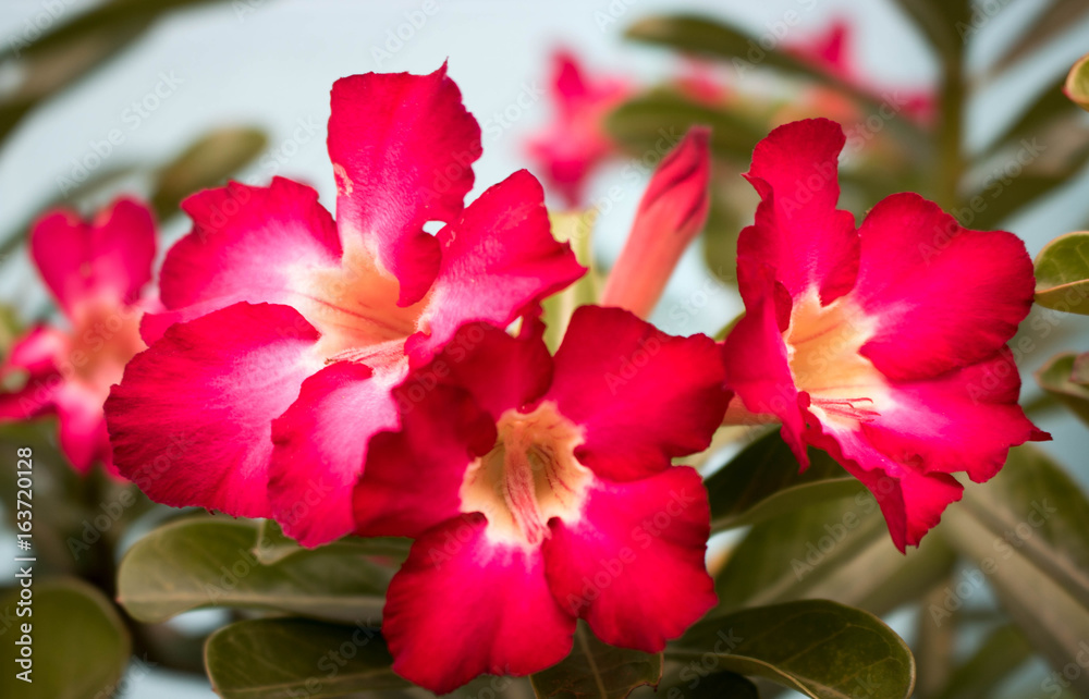 Bright red flowers Suitable for beautiful women Bright red flowers Suitable for beautiful women