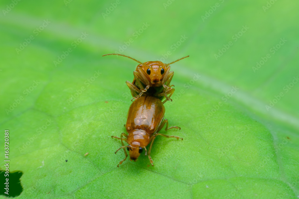 Beetle is breeding on green leaf Beetle is breeding on green leaf