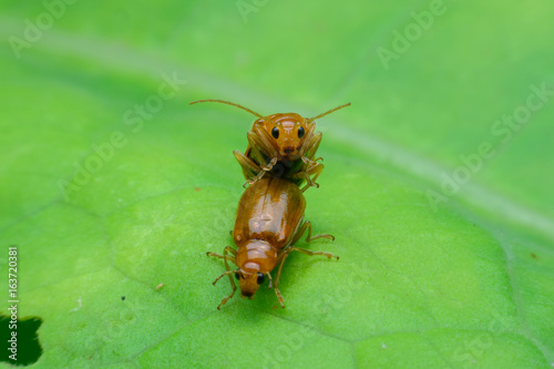 Beetle is breeding on green leaf © ashophoto