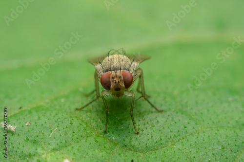 Fotografie insect fly on leaf,Select focus eyes