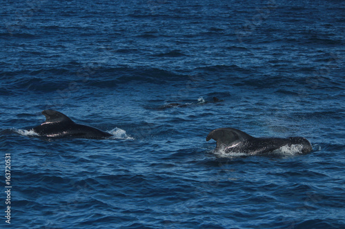きれいな海でイルカやクジラの鑑賞 Dolphins and whales watching in ocean