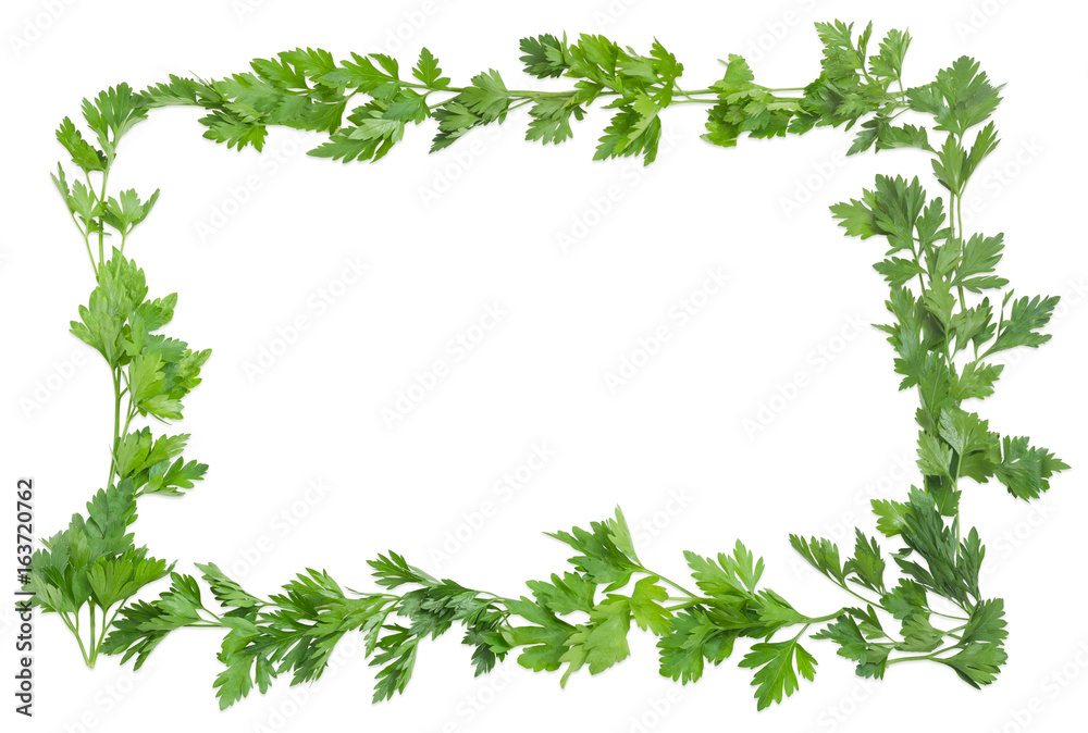 Background of the frame laid out with parsley Background of the frame laid out with parsley