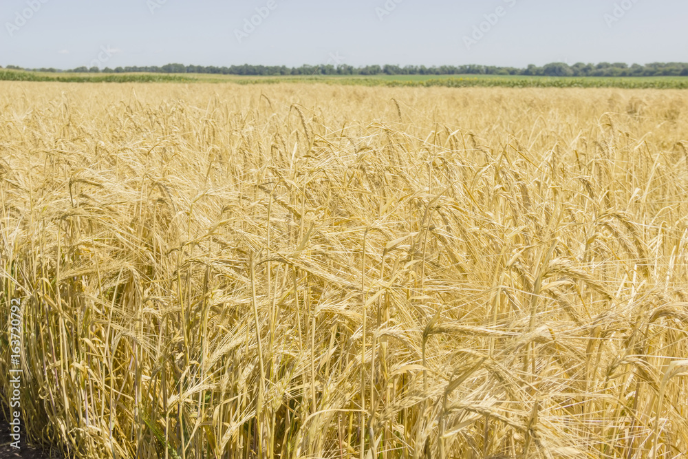 Field with ripe barley at summer day Field with ripe barley at summer day