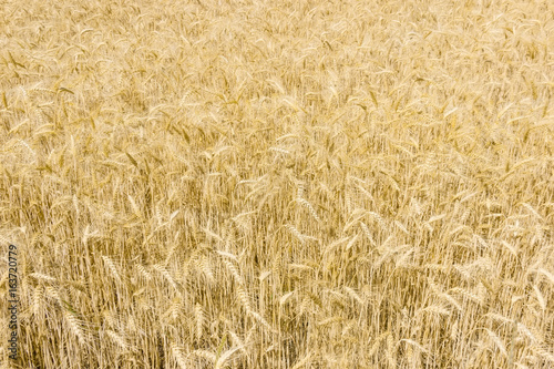 Background of the field with ripe wheat