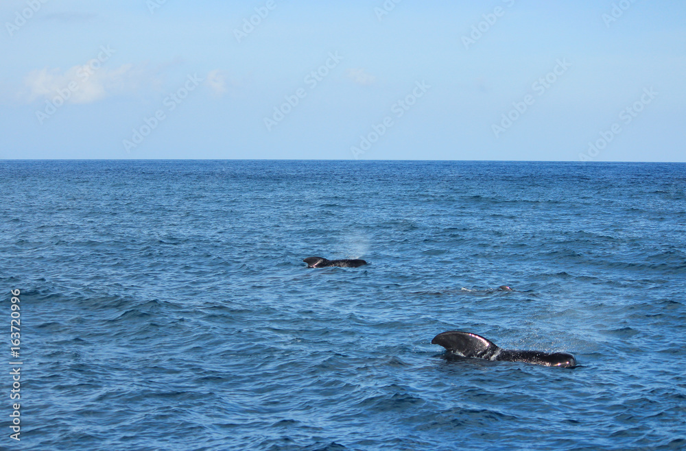 きれいな海でイルカやクジラの鑑賞 Dolphins and whales watching in ocean