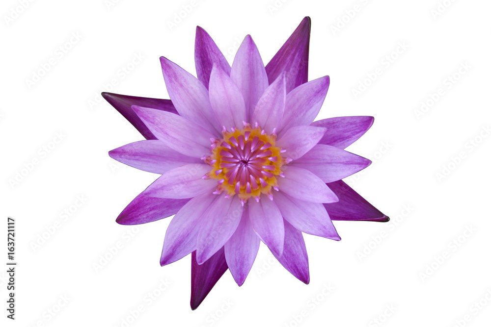 pink lotus flower on white background