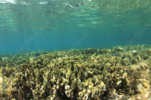 Fototapeta Naklejka Na Ścianę i Meble -  Coral bleaching. Coral dies due to global warming and climate change