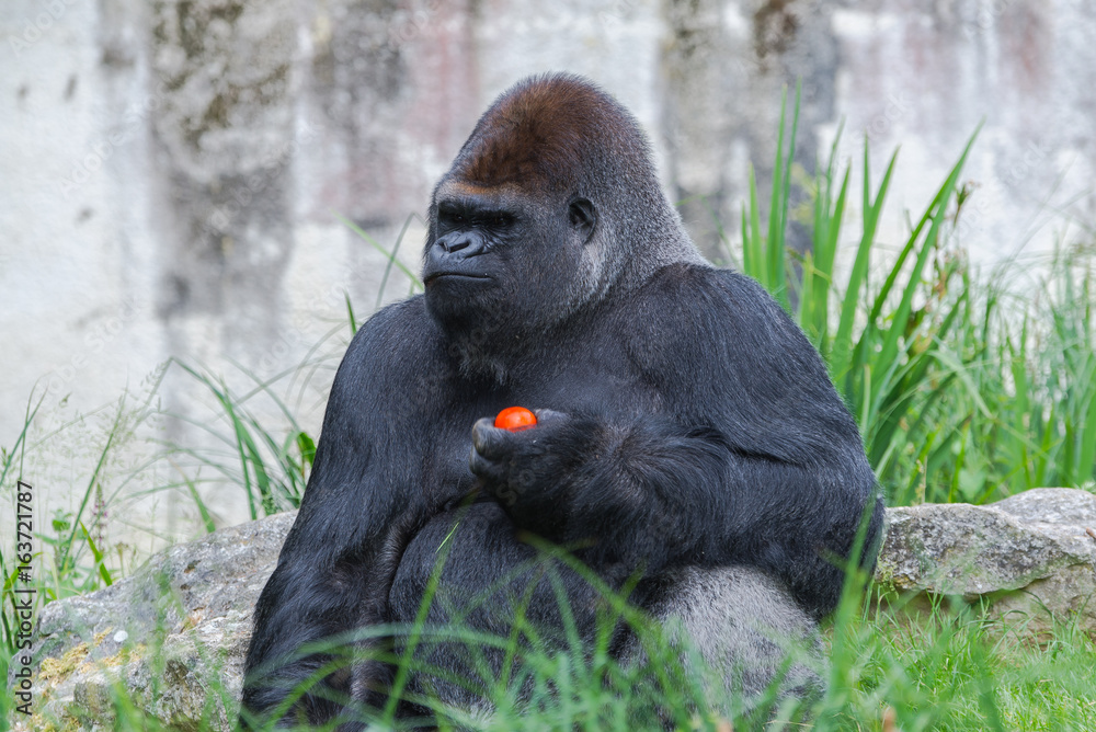 Obraz premium Gorilla, monkey eating red tomato
