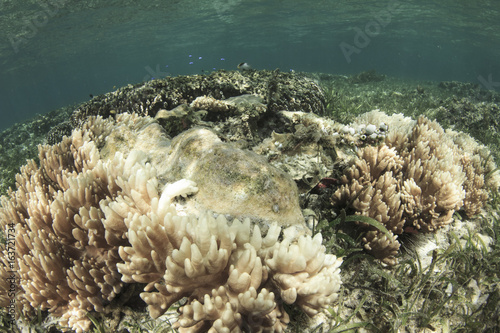 Coral bleaching. Coral dies due to global warming and climate change