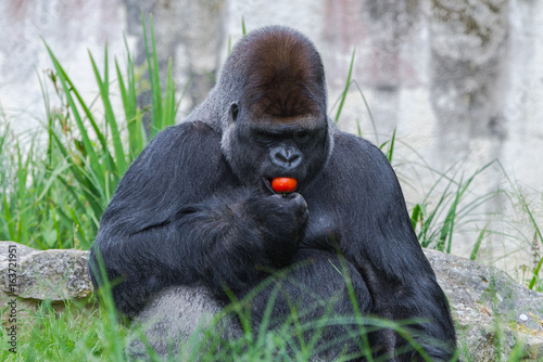 Gorilla, monkey eating red tomato