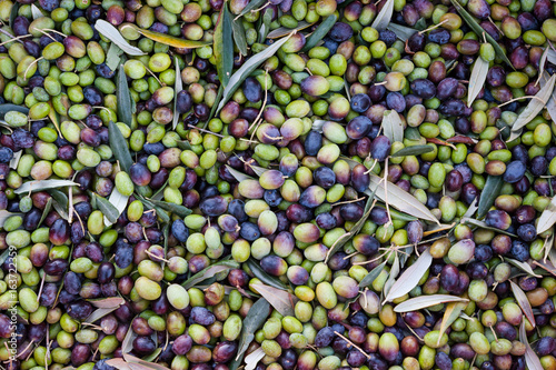 Harvest of olives