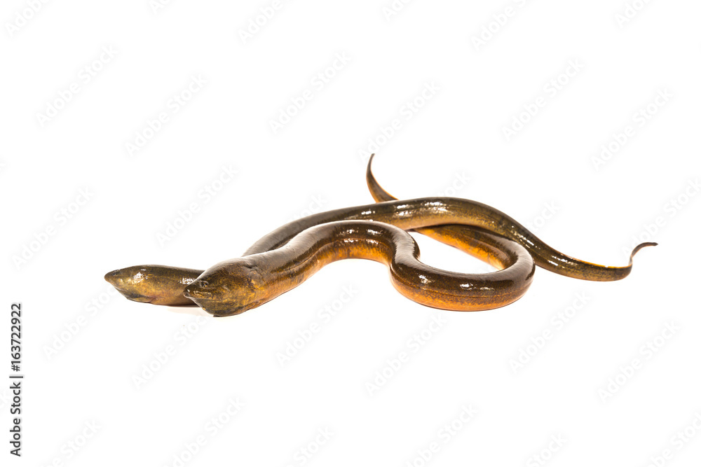 Fresh thailand eel on white background Fresh thailand eel on white background