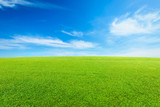green grass under the blue sky