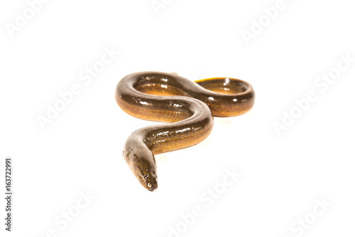 Fresh thailand eel on white background