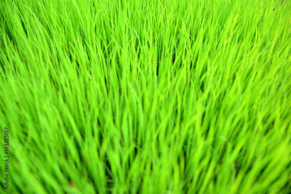 the beginning of a rice plant