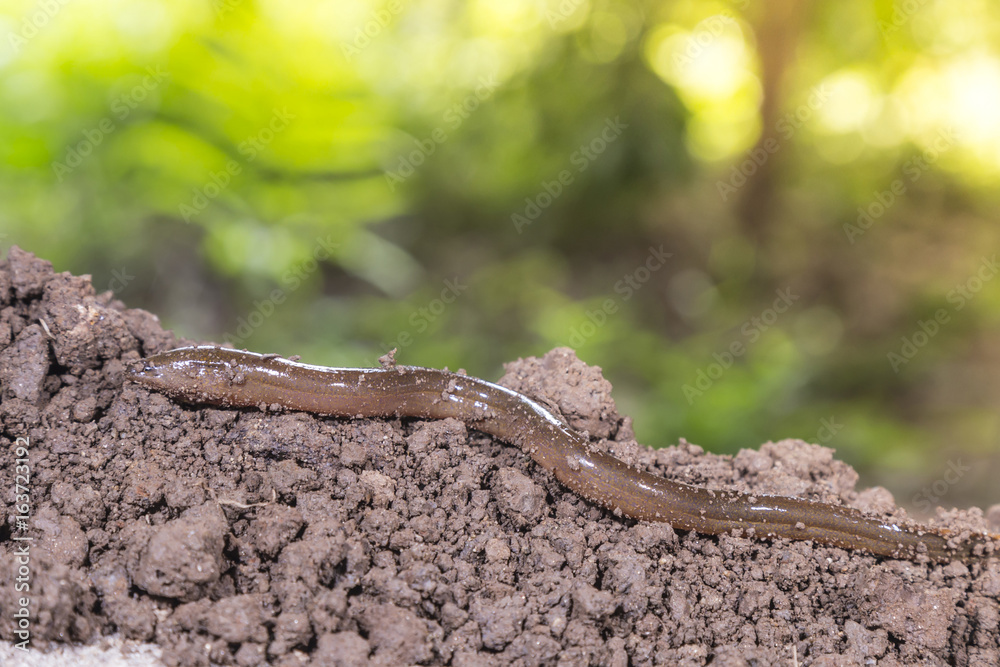 Fototapeta premium Fresh thailand eel