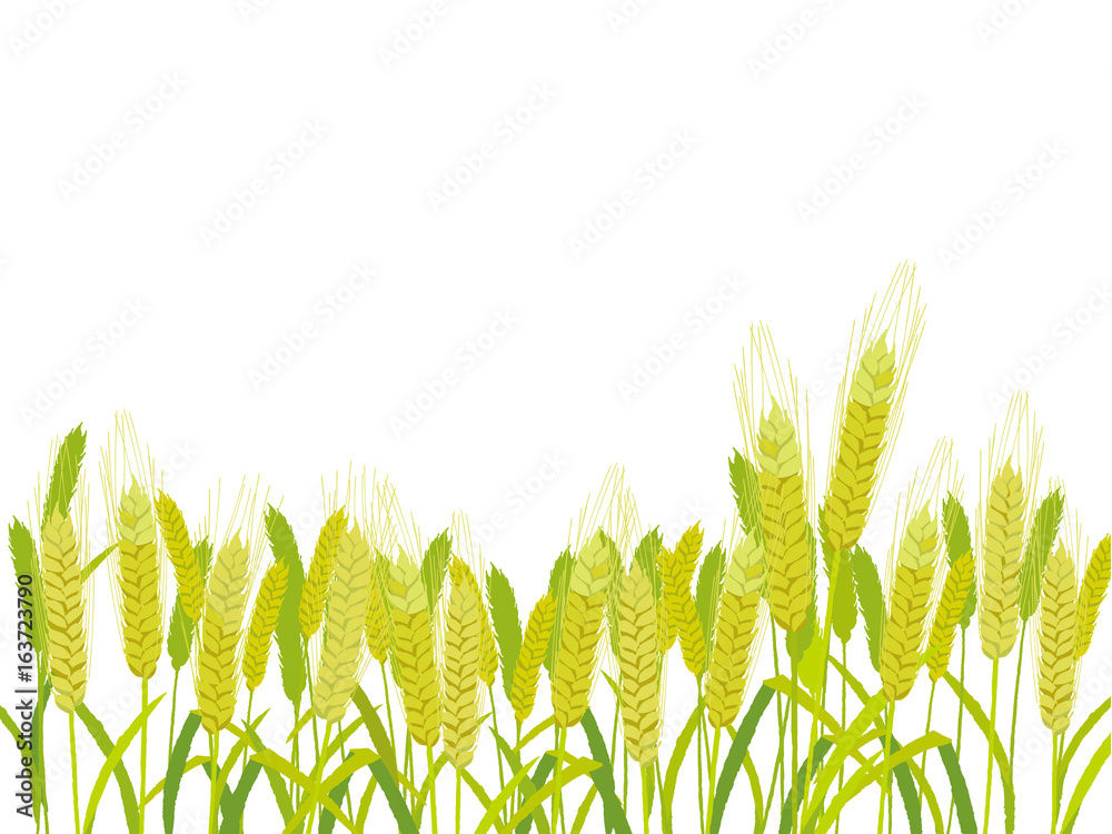 大麦若葉 イラスト Stock Vector Adobe Stock