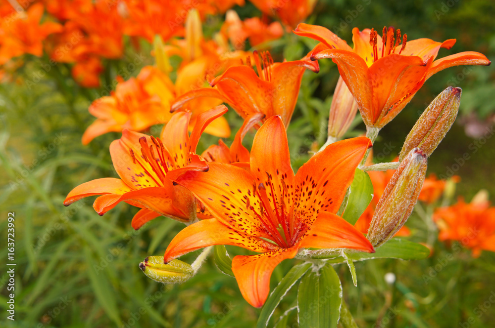 Many red lilium pensylvanicum or siberian lily flowers with green Many red lilium pensylvanicum or siberian lily flowers with green