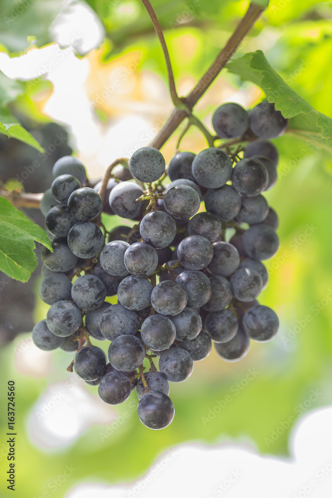 Grapes in the vineyard