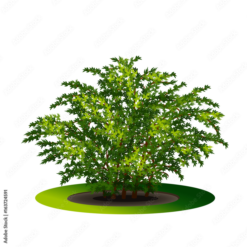 Obraz premium bush with green leaves and shadow