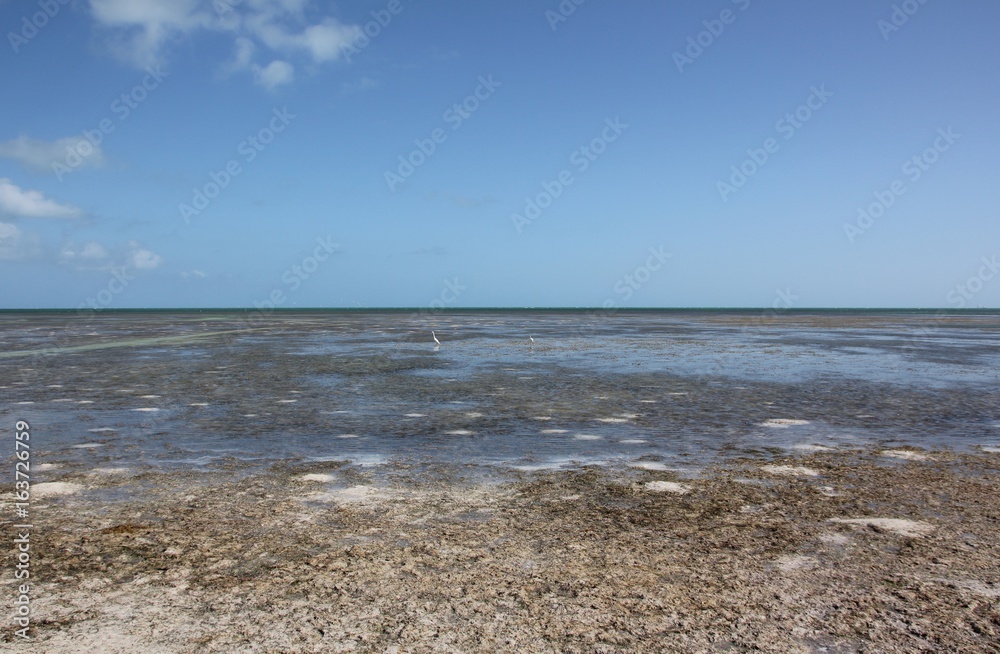 Heron and Sea View during Low Tide / the Seven Mile Bridge, Overseas Highway, Little Duck Key, Florida Keys, USA