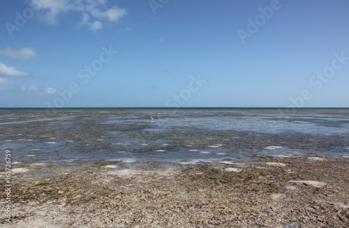 Heron and Sea View during Low Tide   the Seven Mile Bridge  Overseas Highway  Little Duck Key  Florida Keys  USA