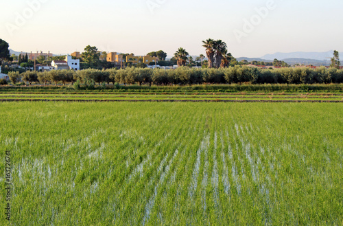 Plantación de arroz en el Delta del Ebro, Cataluña (España)