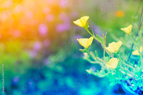 beautiful colorful flower in pastel vintage and retro style with blur background for backdrop background desktop wallpaper use © ahorizon