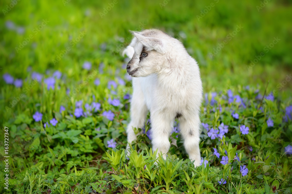 White baby goat standing on green lawn with flowers periwinkle (Vinca major) White baby goat standing on green lawn with flowers periwinkle (Vinca major)