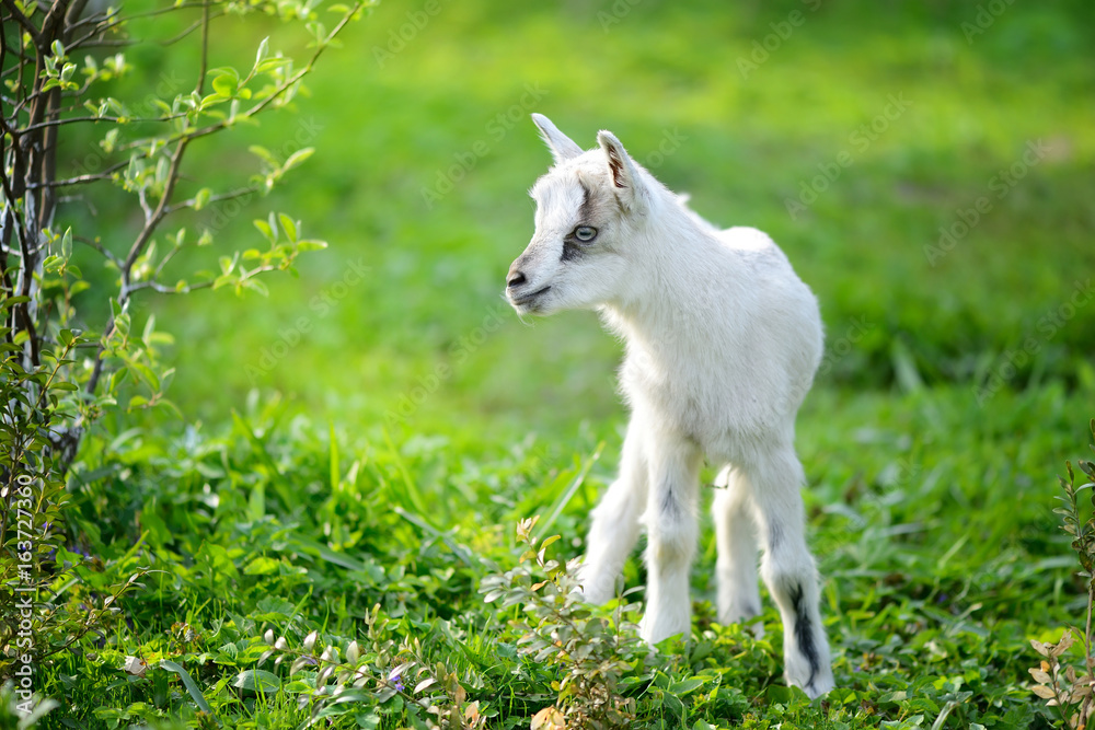 Obraz premium White baby goat standing on green lawn on a sunny day