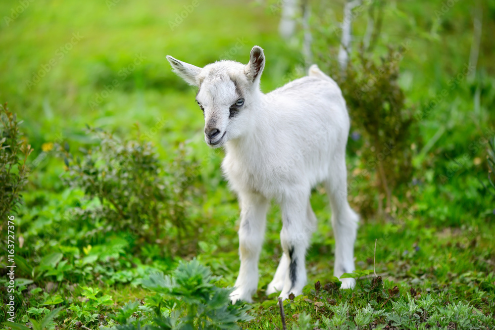 White baby goat standing on green lawn White baby goat standing on green lawn