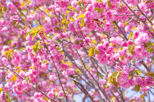 八重桜 © kt-wat