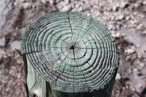 Close-up Wooden Post with green protective varnishing / Seven Mile Bridge, Little Duck Key, Florida Keys, USA photo