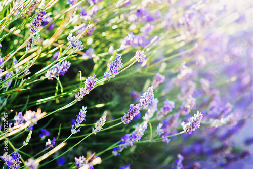 Lavender bushes closeup on sunset